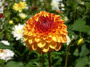 Blume