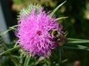 Blume1-(2)