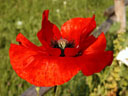 Mohnblume-(1)