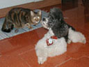 Sascha mit neuem Freund